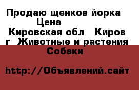 Продаю щенков йорка  › Цена ­ 15 000 - Кировская обл., Киров г. Животные и растения » Собаки   